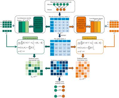 MLFLHMDA: predicting human microbe-disease association based on multi-view latent feature learning